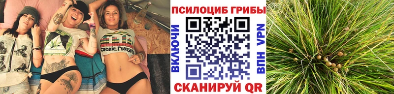Псилоцибиновые грибы Psilocybe  купить наркоту  Богородск 